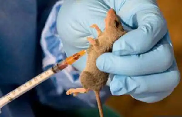 Lassa Fever Hits Ondo state, Two Quarantine
